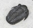 Gerastos Trilobite Fossil #39784-1